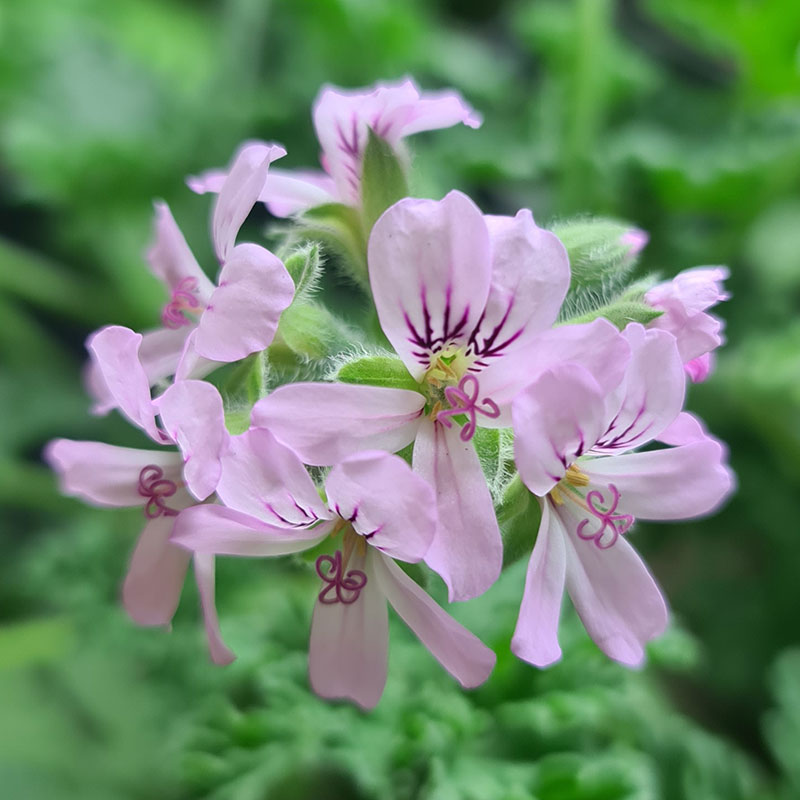 Doftpelargon 'Lady Plymouth'
