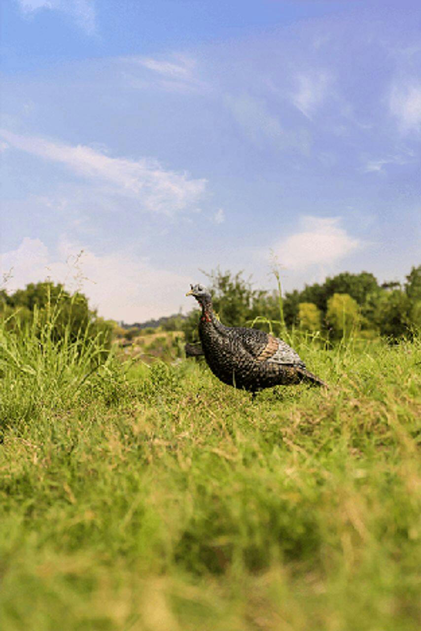 Flextone Thunder Jake Hunting Turkey Decoy
