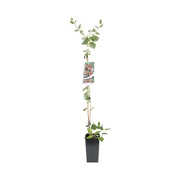 2 x Chèvrefeuille du Japon - Lonicera periclymenum 'Belgica Select'- 50-60 cm pot