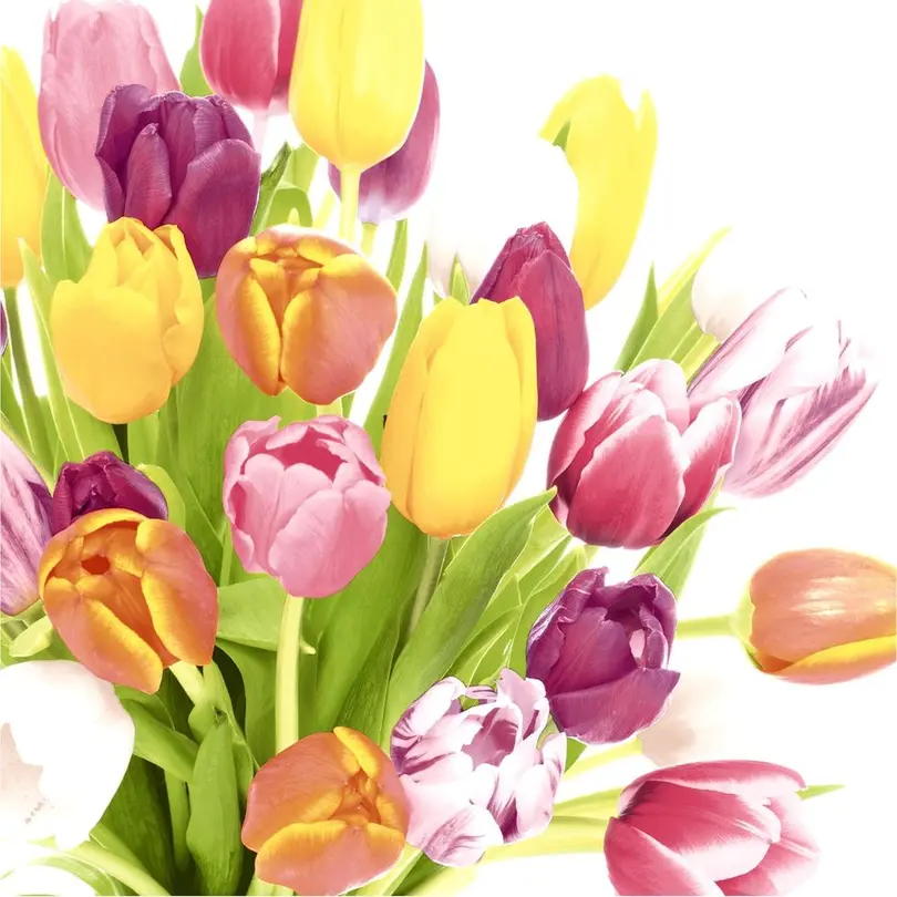 Serviette 20er-Set Beautiful Tulips