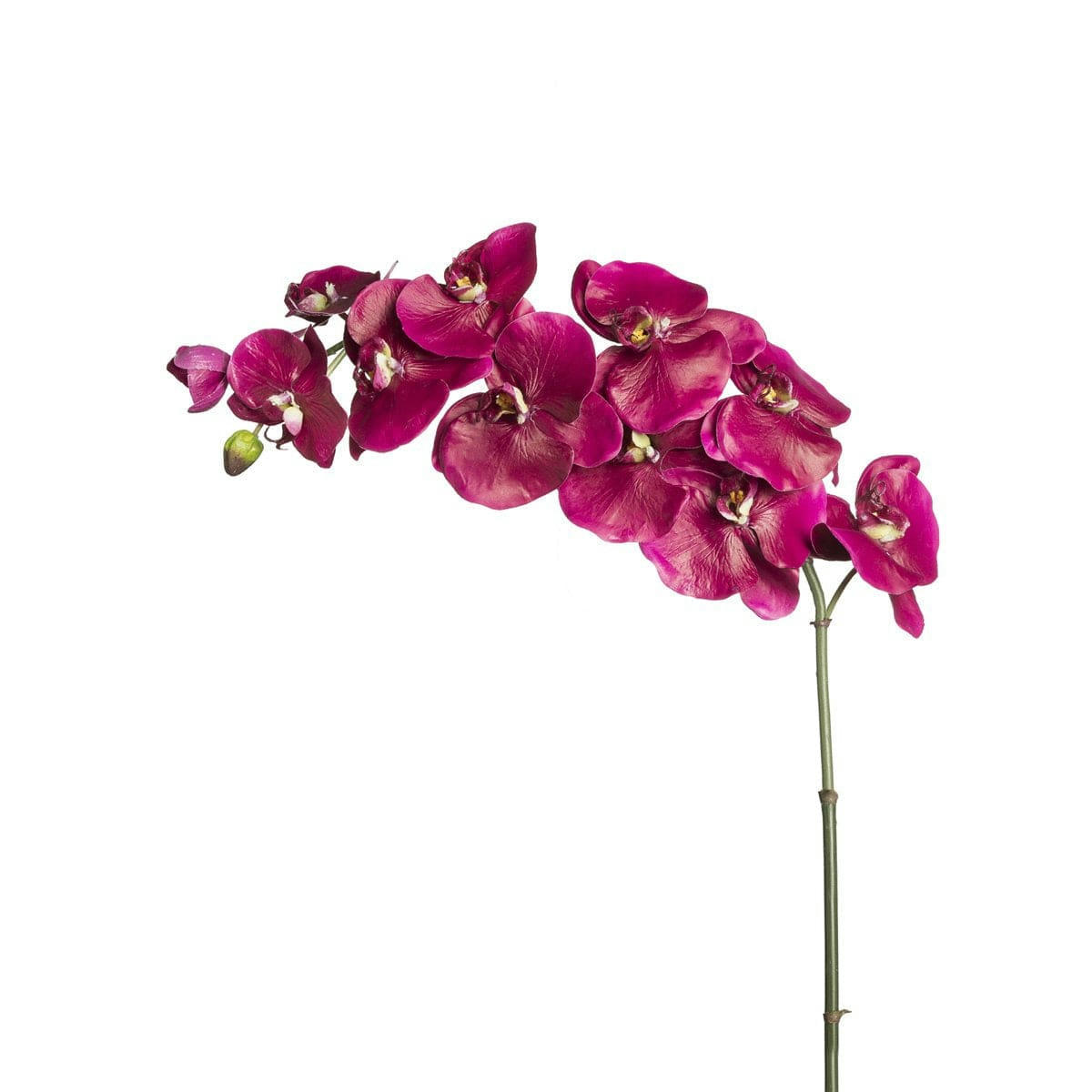 BUDY - Orchidée Phalaenopsis Budy H104cm