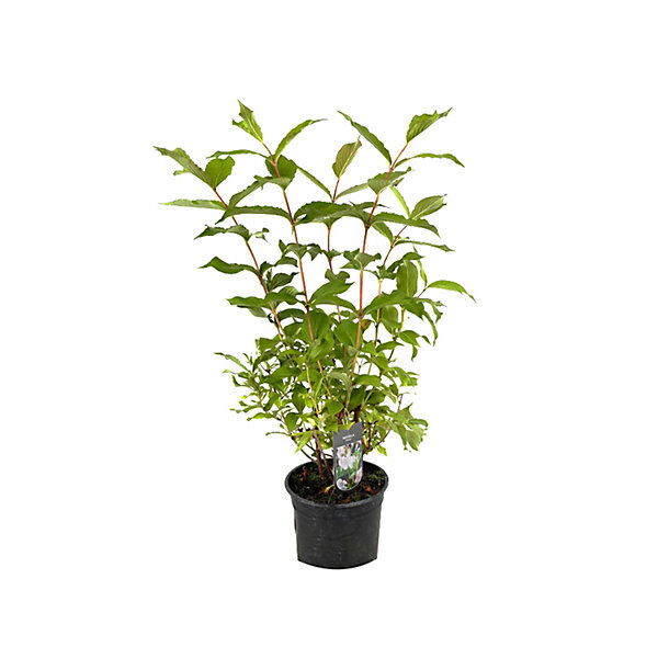 2 x Weigela 'Rosea' - 50-60 cm pot