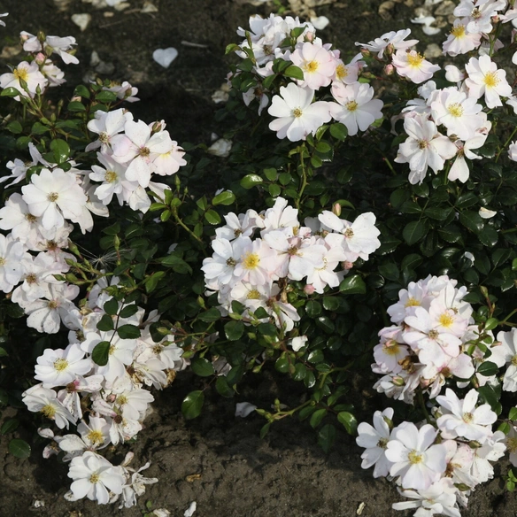 Kleinstrauchrose, Rosa »Medeo®«, Blüten: weiß/rosa