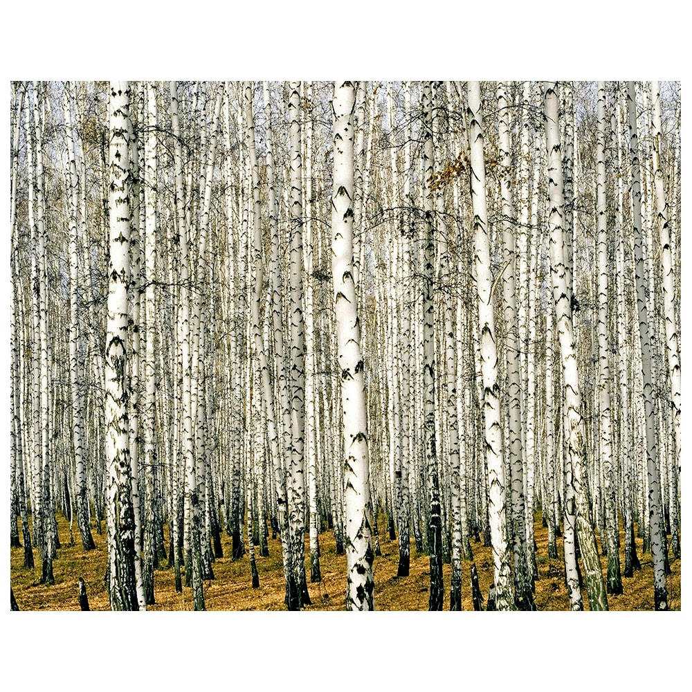 - Tableau impression sur toile Dense forêt de bouleaux 80x100cm