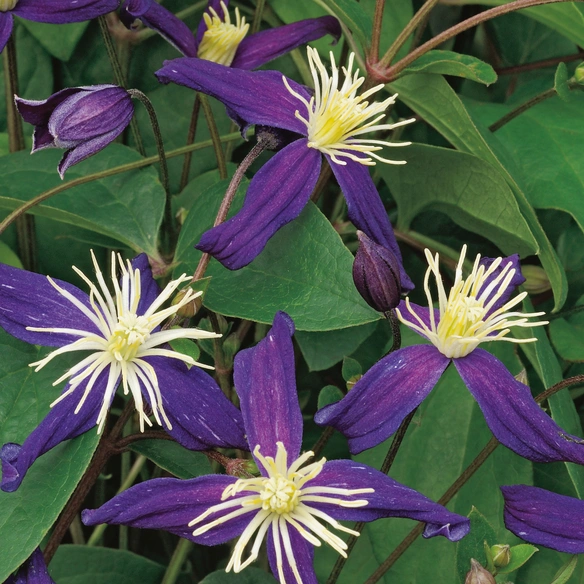 Waldrebe, Clematis integrifolia »Aromatica«, Blüte: violett