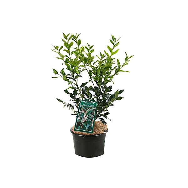 2 x Sarcococca hookeriana - 20-25 cm pot
