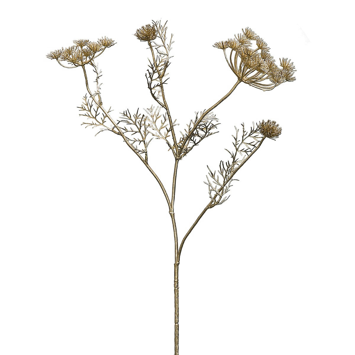 - Tige de carotte sauvage H75