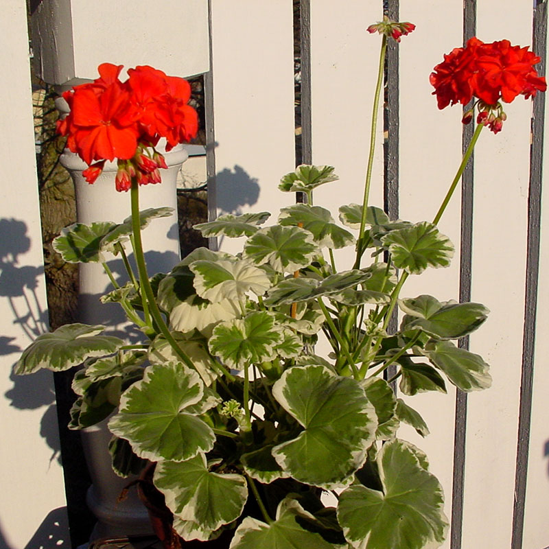 Zonalpelargon 'Wilhelm Langguth'
