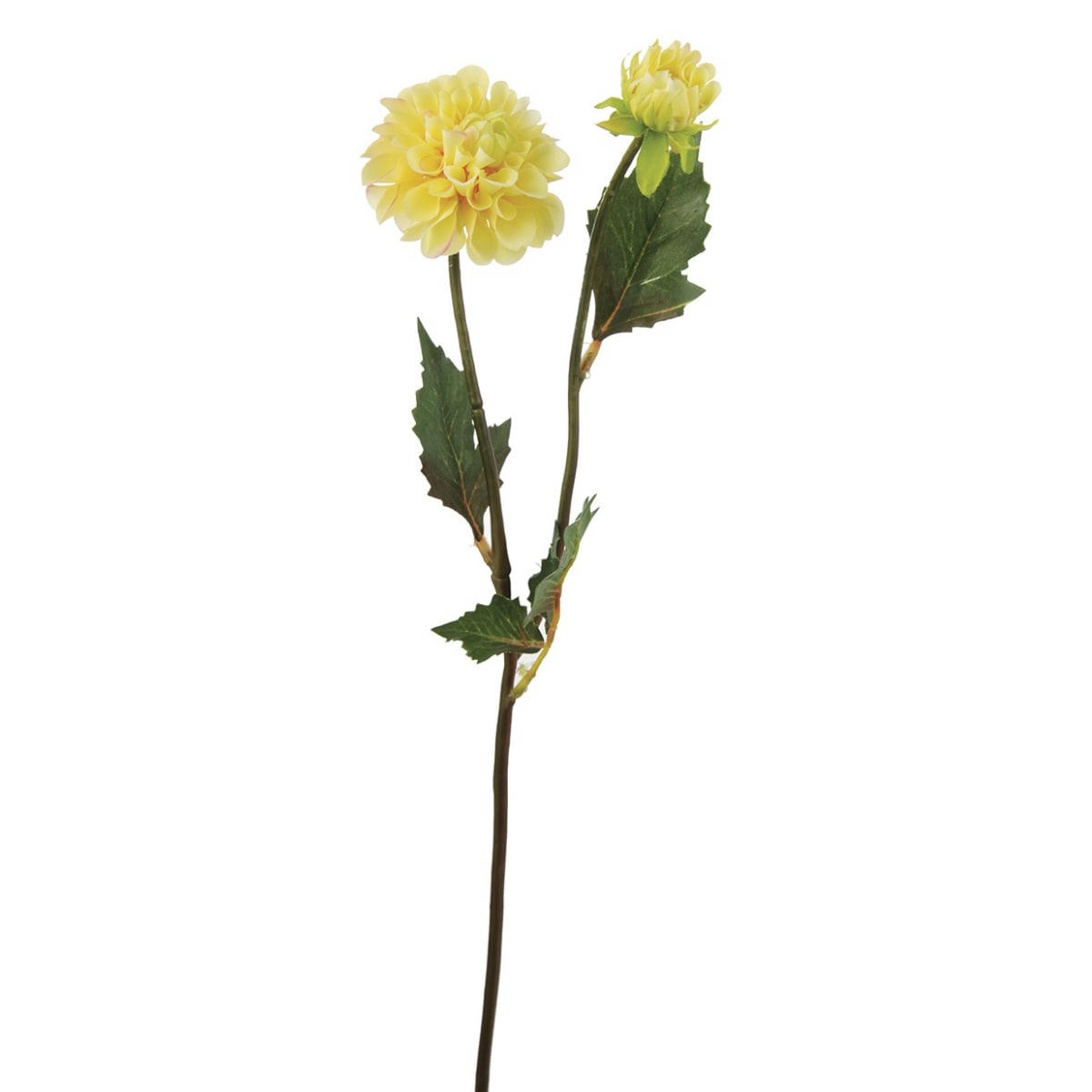 ANDREAS - Dahlia H48