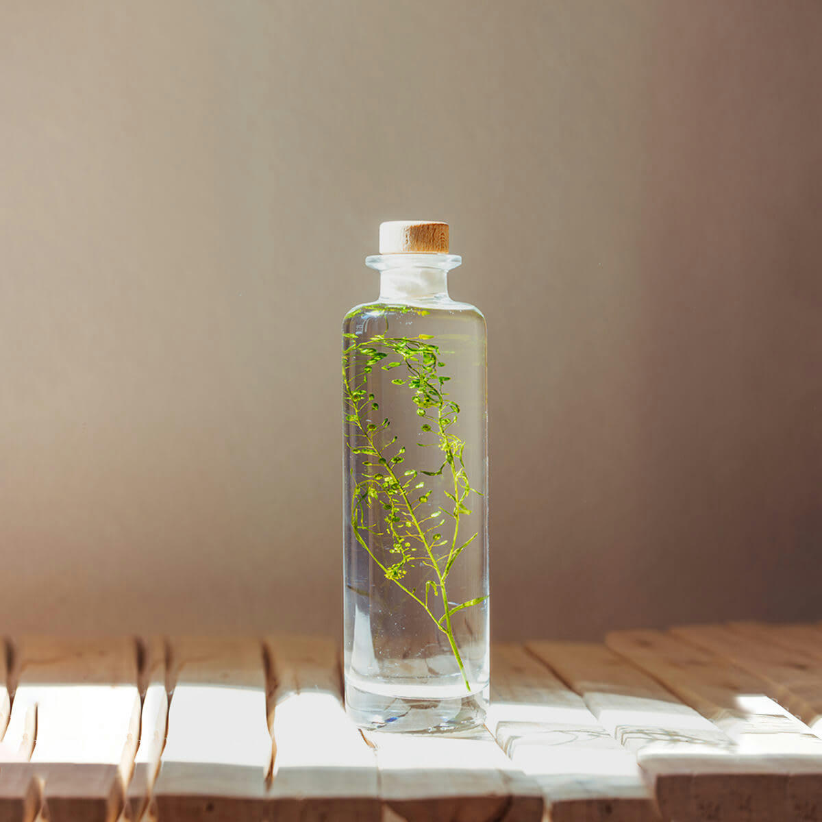 HERBARIUM DE THEOPHILE - Plante immergée Lepidium vert