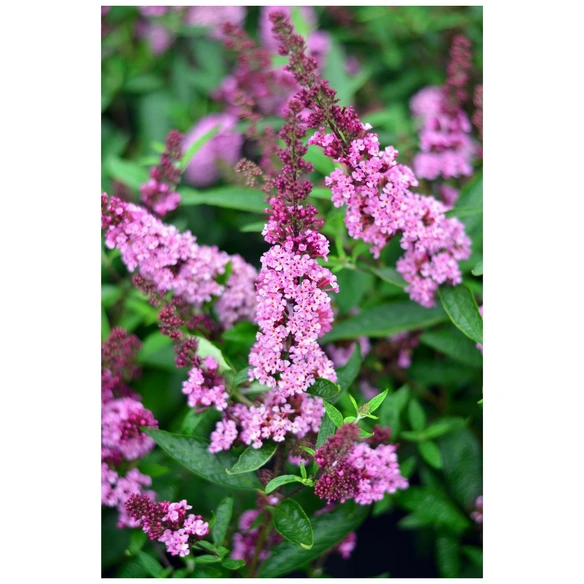 Zwerg-Sommerflieder, Buddleja davidii »Buzz®' in Sorten«, Blätter: grün, Blüten: bunt