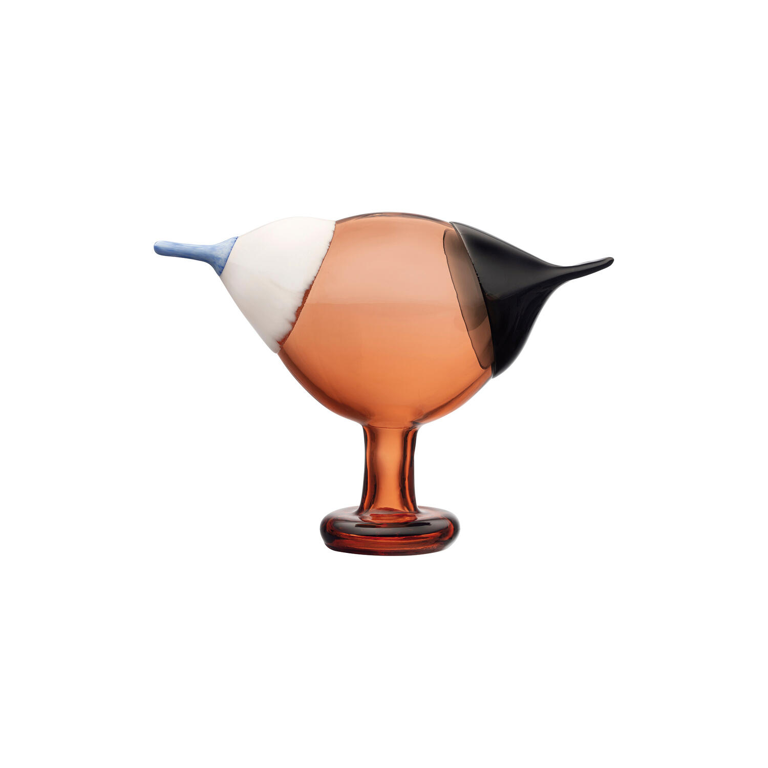 BBT Blue Magpie glasfugl, seville orange