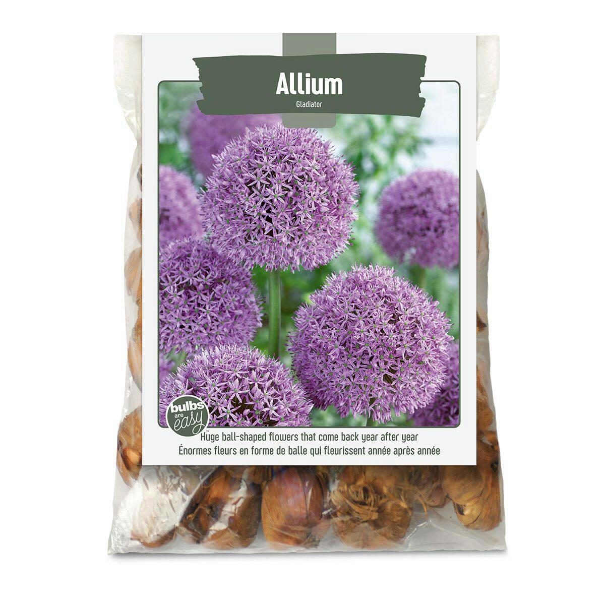 Bulbs Are Easy, Gladiator Allium Bulbs, Ready to Plant for your Home Garden
