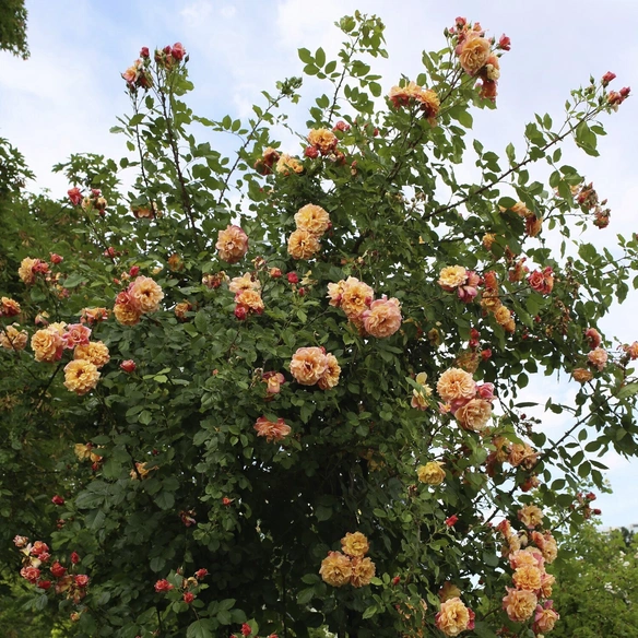 Kletterrose, Rosa »Aloha®«, Blütenfarbe: apricot