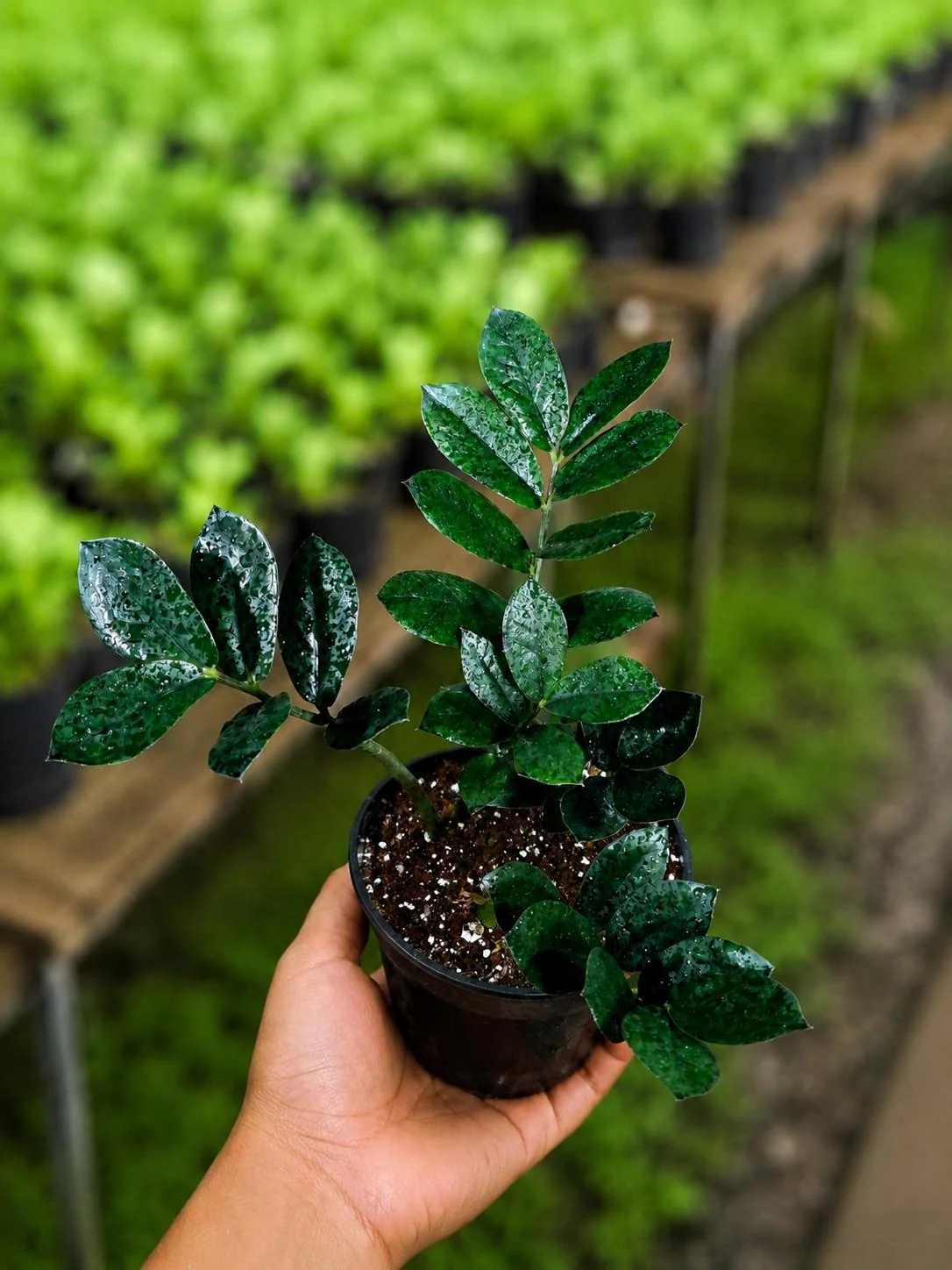 Raven ZZ Plant in 6