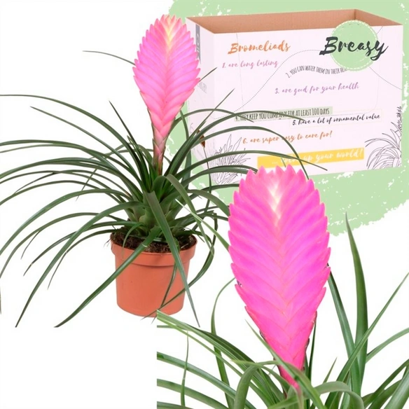 Tillandsie, Tillandsia cyanea, rosa/pink
