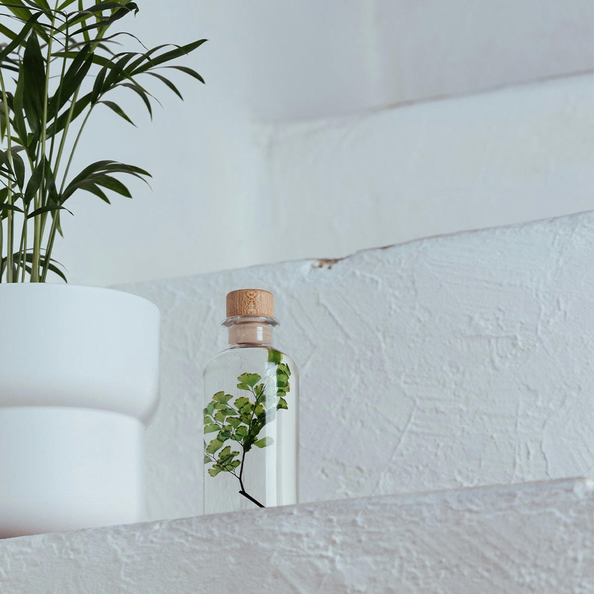 HERBARIUM DE THEOPHILE - Plante immergée Fougère Luthi verte