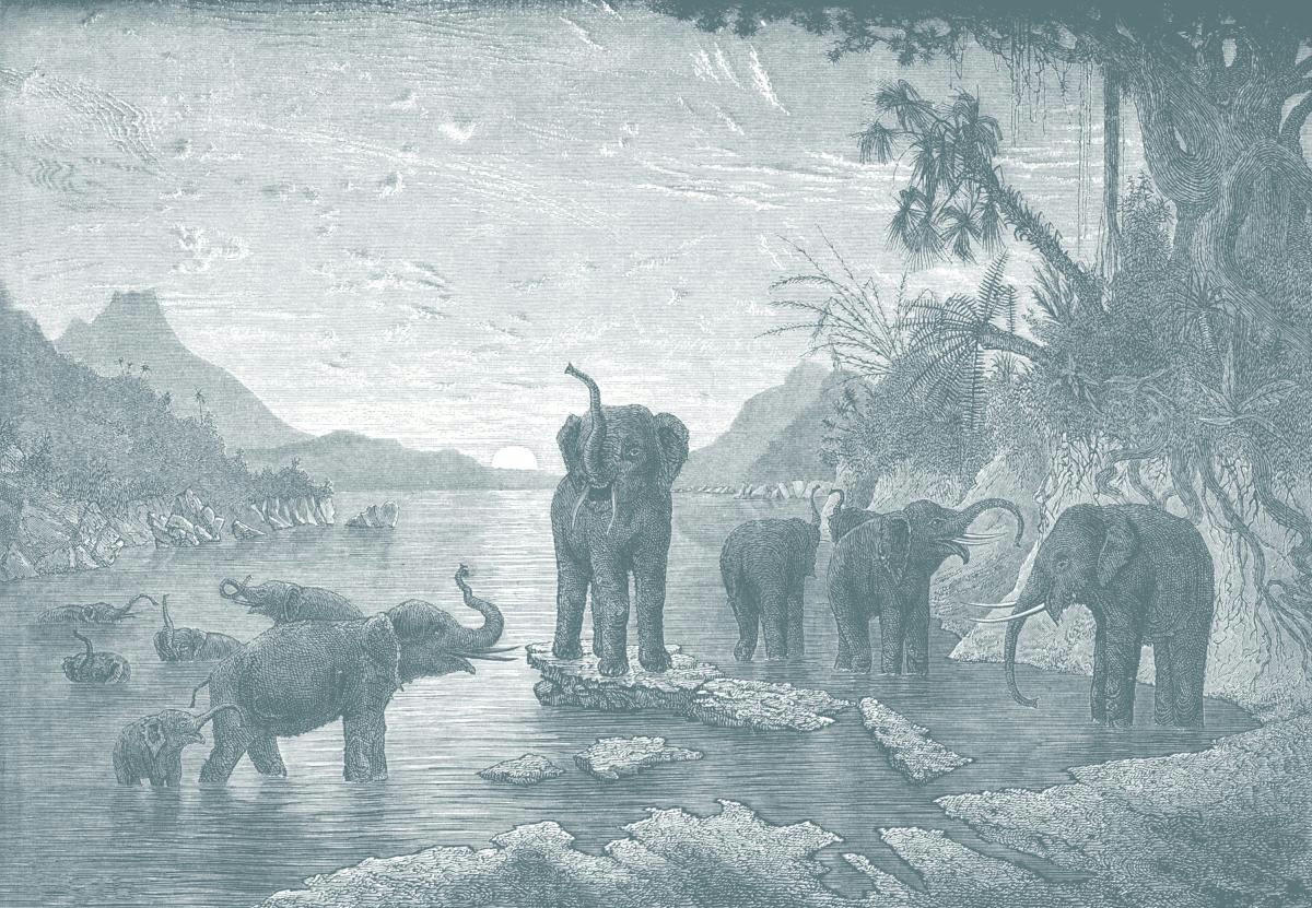 - Papier peint panoramique gravure les éléphants 390x270cm