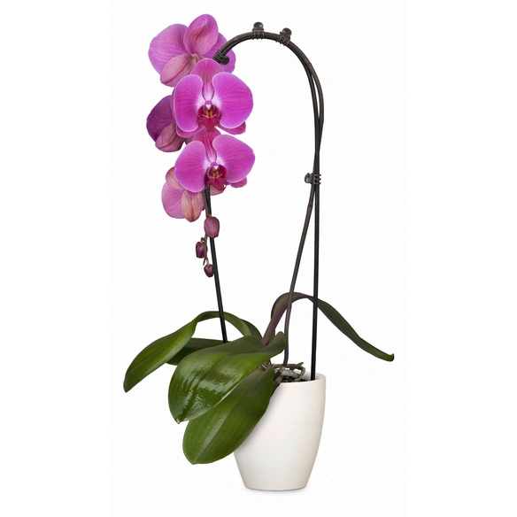 Blühpflanze, Phalaenopsis, Orchidee, Formenmix