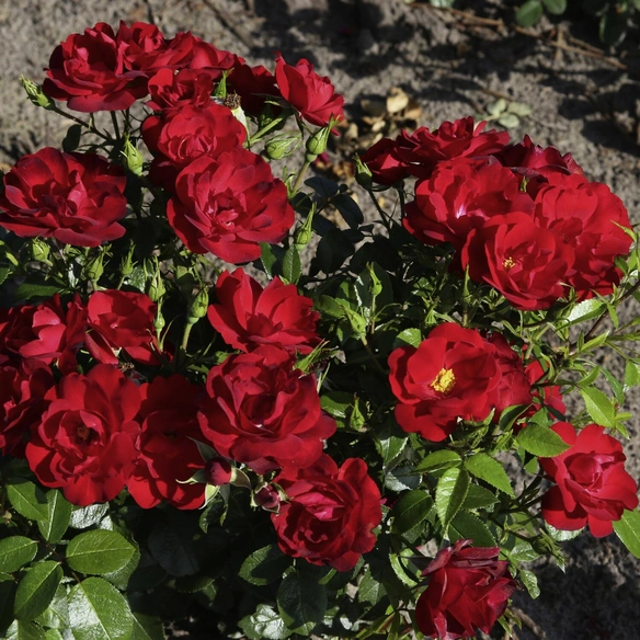 Kleinstrauchrose, Rosa »Cayenne®«, Blüten: samtrot