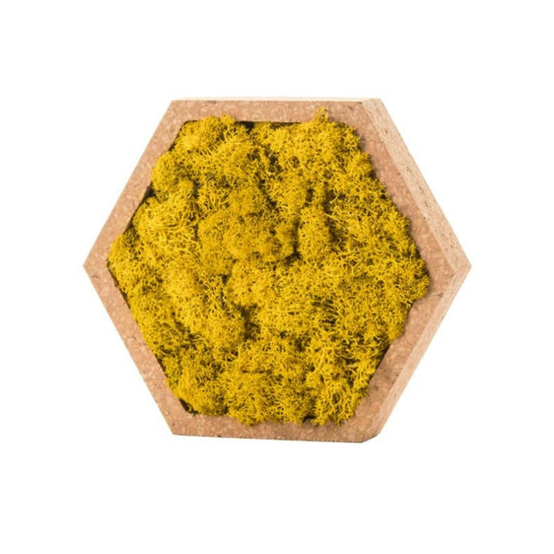 - Tableau vétégtal hexagonal lichen jaune 16 x 16 cm