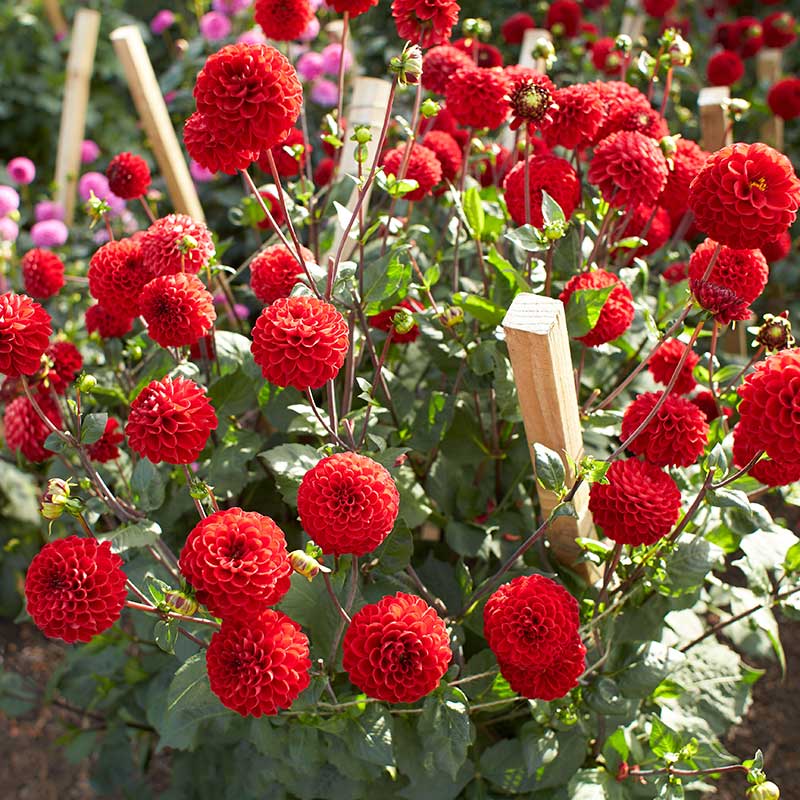 Pompondahlia 'Viking'
