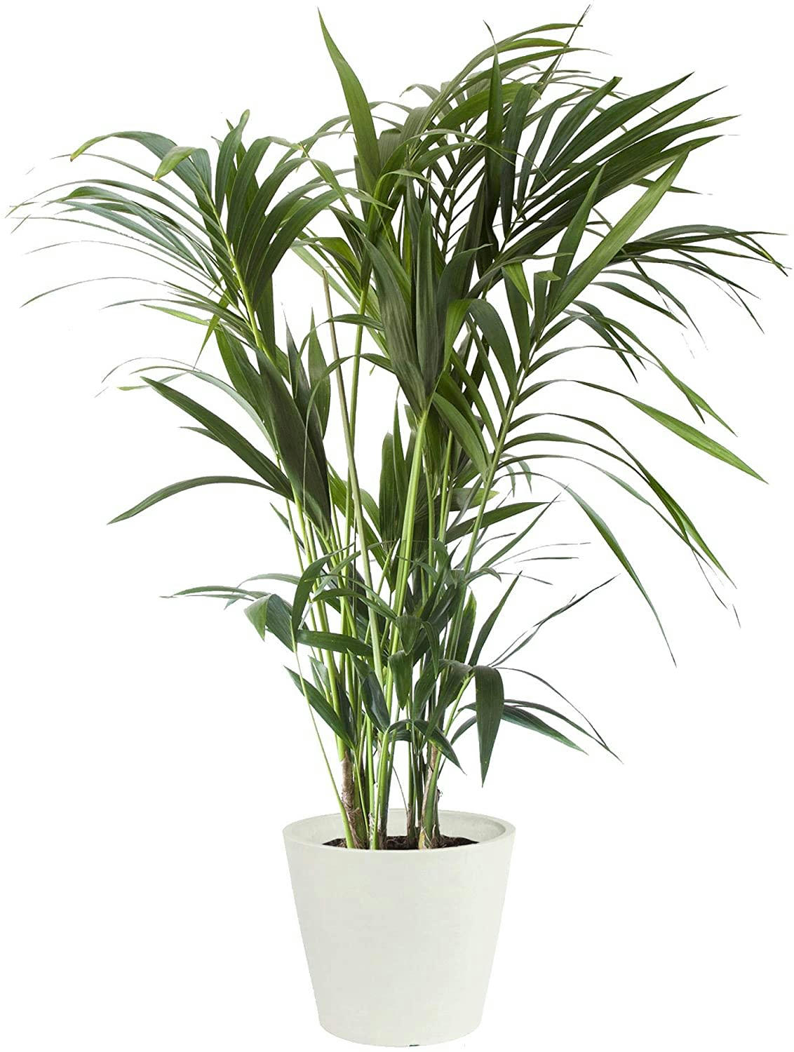 - Plante d'intérieur - Palmier Kentia de 120cm en pot blanc gris