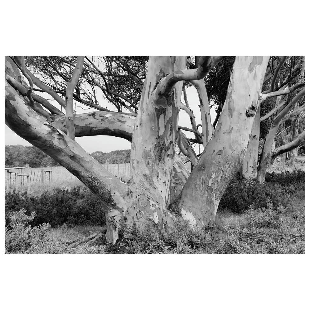 - Tableau impression sur toile au parc 60x90cm