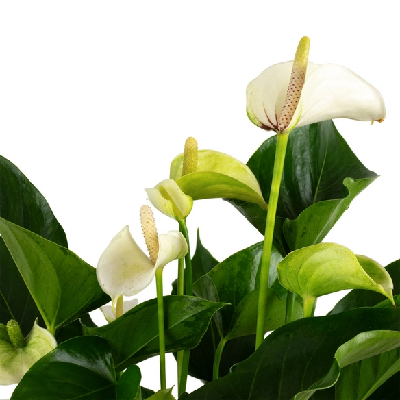 Große Flamingoblume Anthurium andraeanum 6 – 8 Blüten weiß Ø 14 cm