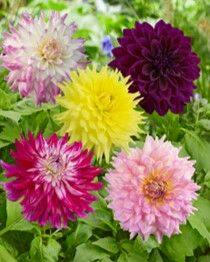 Bulbs Are Easy Dahlia Dinnerplate Bulbs, Assorted Varieties