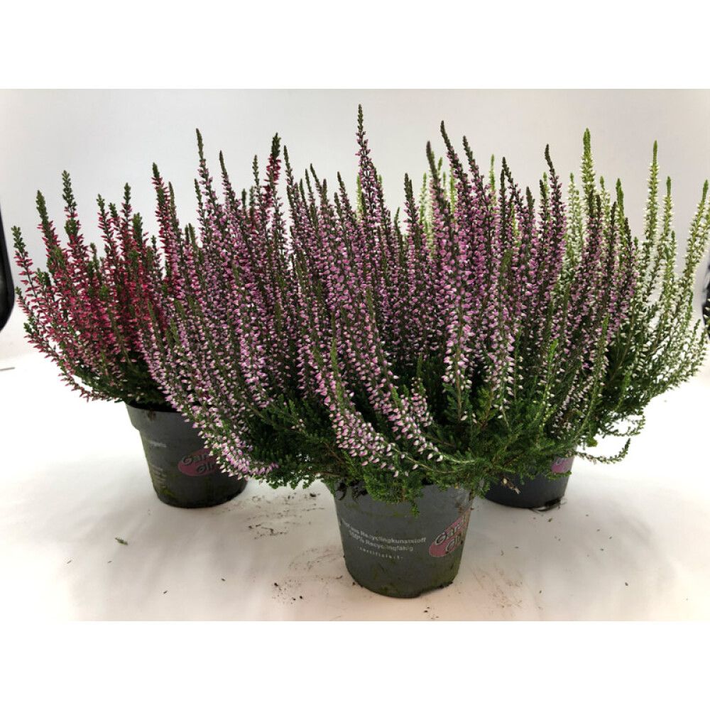 LYNG CALLUNA VULGARIS 12CM