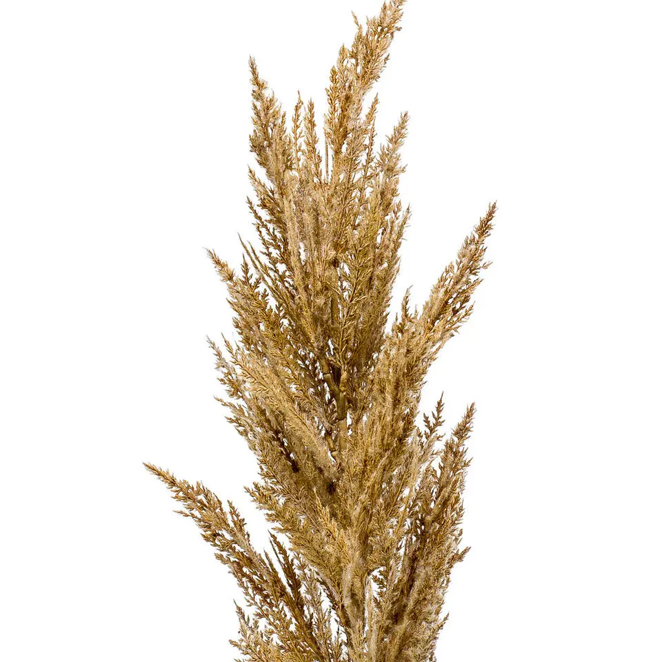 Emerald Pampasgras kunst pluim steel/tak - lichtbruin - 92 cm