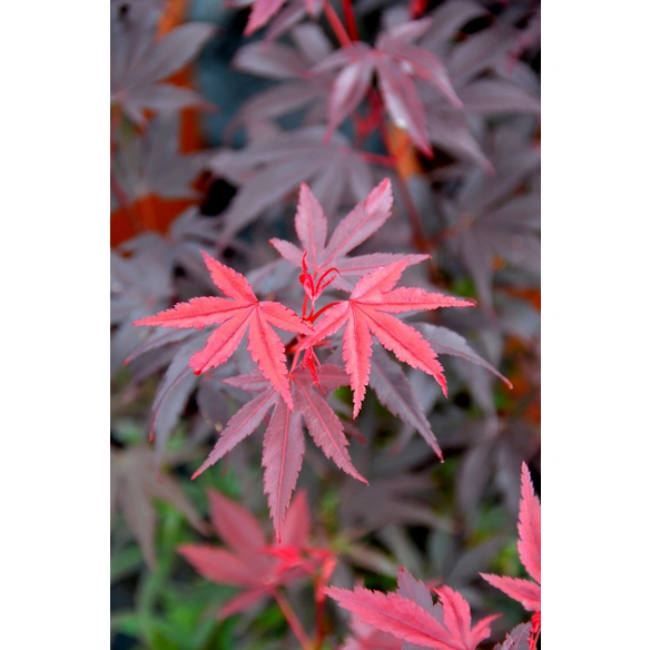 Japanischer Fächer-Ahorn, mehrjaehrig, rot
