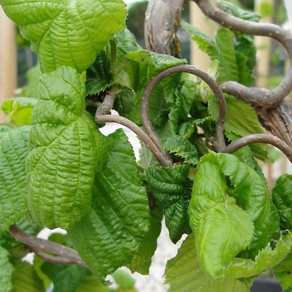 2 x Noisetier tortueux 'Contorta' - Corylus avellana 'Contorta'- 40-60 cm pot