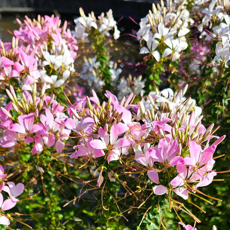 Paradisblomster 'Colour Fountain', mix
