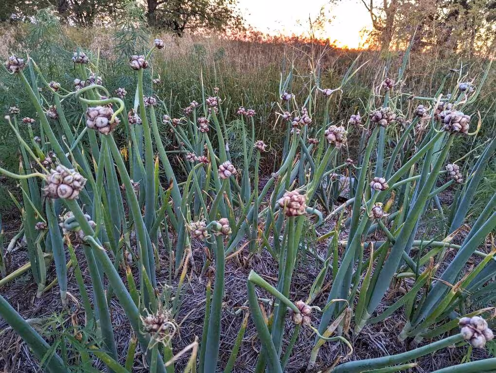 30+ Egyptian Walking Onion Bulbs Regenerative Value Pack Small Topset Bulbs
