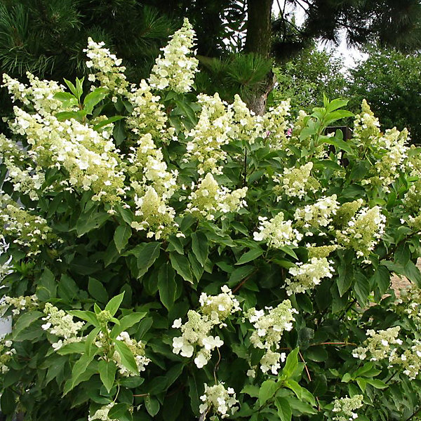 2 x Hortensia paniculé 'Unique' - Hydrangea paniculata 'Unique'- 40-50 cm pot