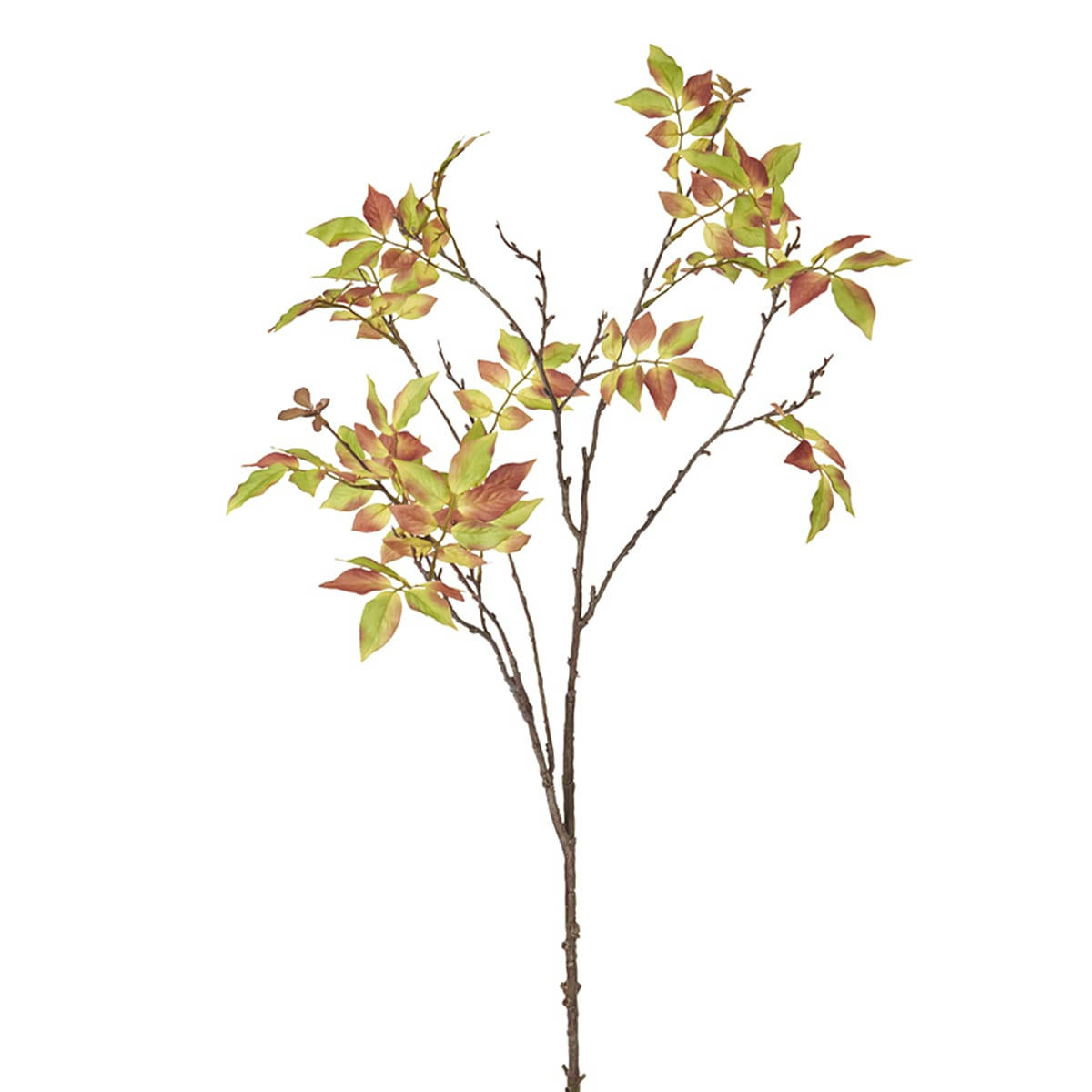 - Feuillage d'automne rouge et vert h86