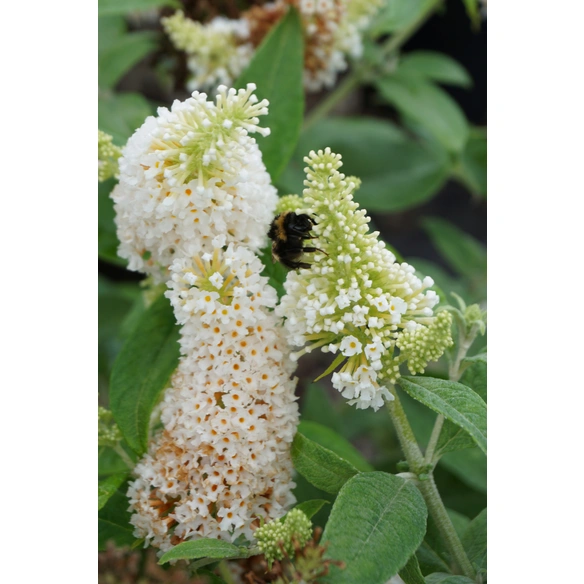 Sommerflieder, White Admiral, H 25-30 cm, weiß