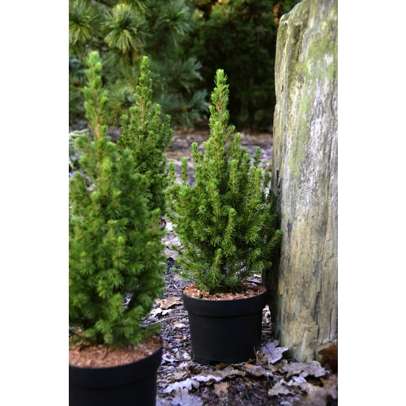 Zuckerhutfichte, Picea glauca »Conica«, immergrün