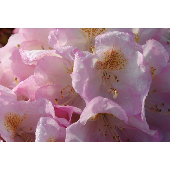 Alpenrose, Rhododendron »Brigitte«, rosa, Höhe: 30 - 40 cm
