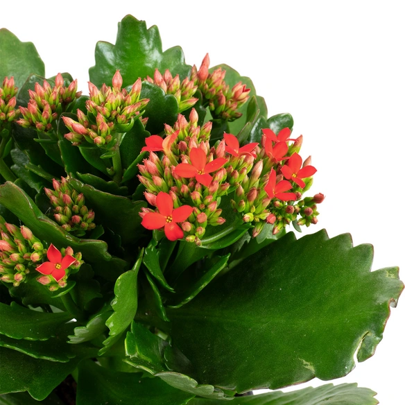 Flammendes Kaethchen, Kalanchoe blossfeldiana, Blütenfarbe: rot