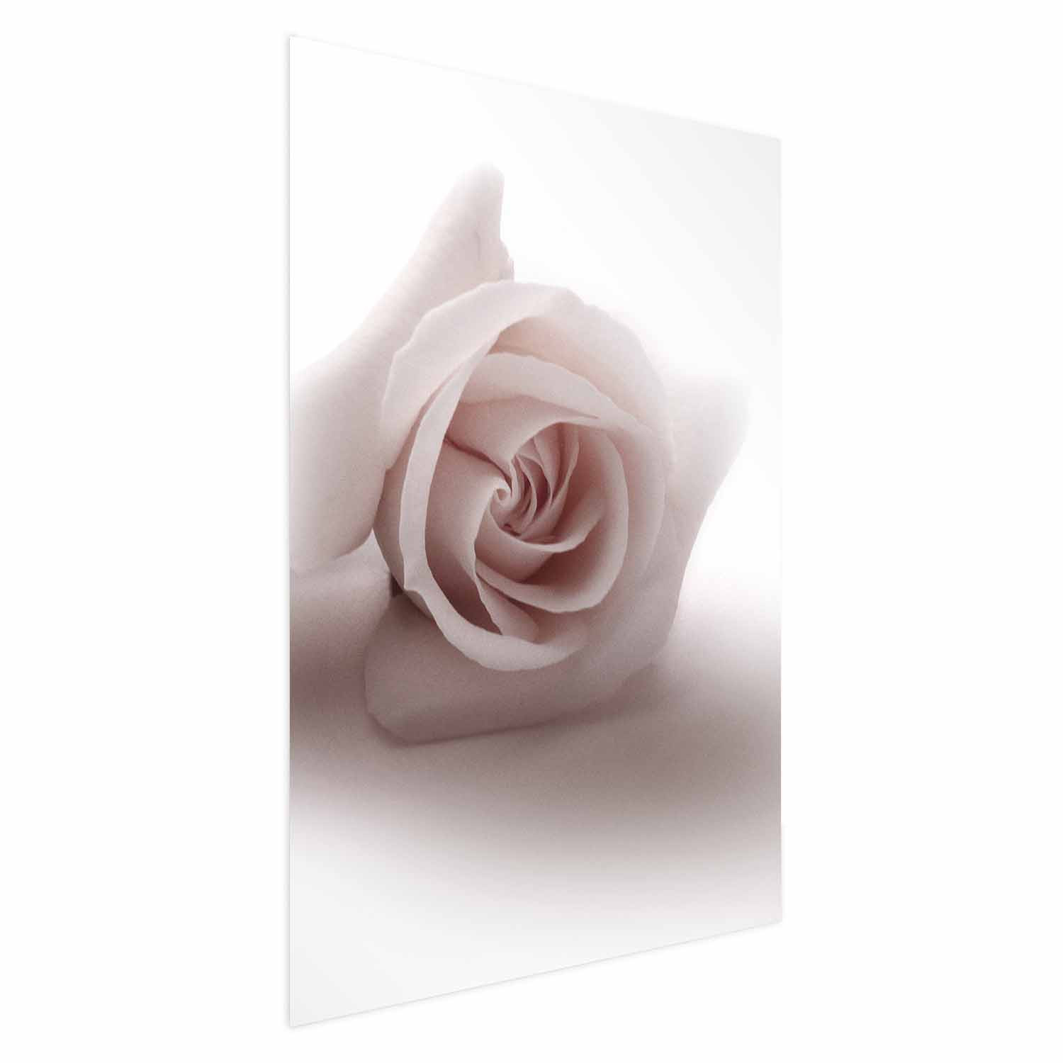 Plakat Różany cień 21x30 cm