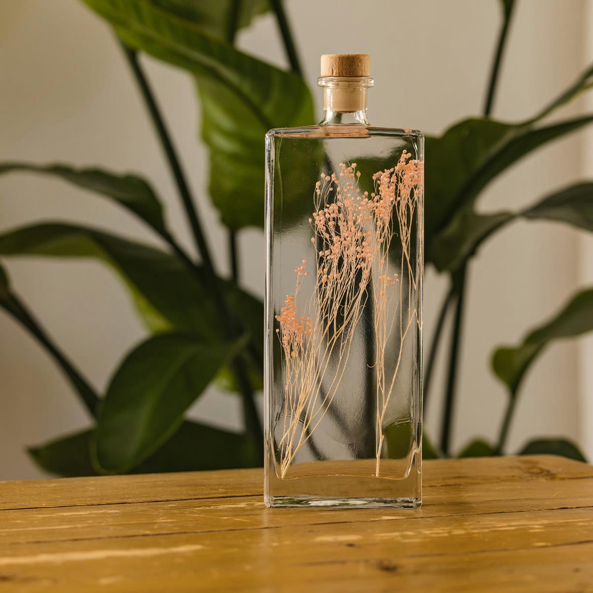 HERBARIUM DE THEOPHILE - Plante immergée Broom rose