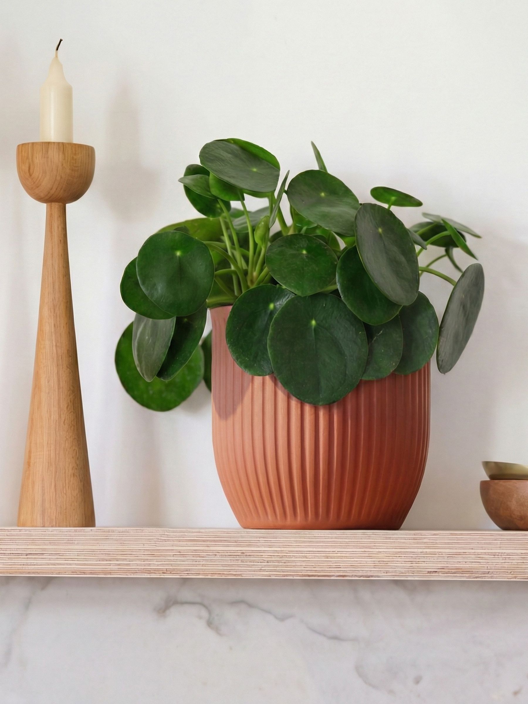 Beards & Daisies Pink Real Money Plant in Ribbed Pot