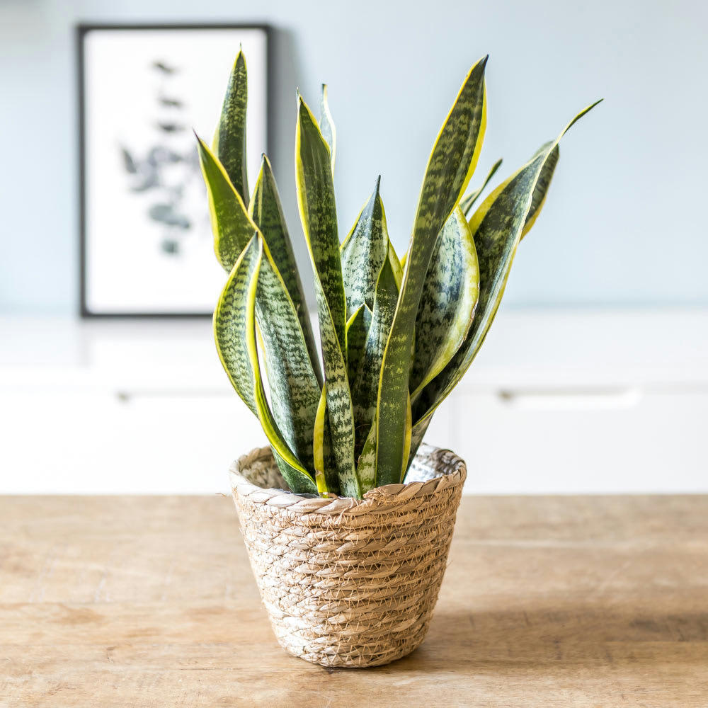 SANSEVIERIA - Sansevieria ou langue de belle mère sans cache-pot