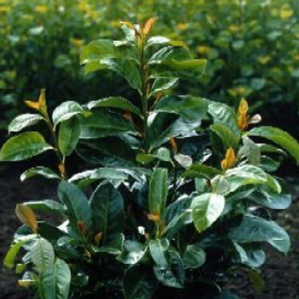 2 x Laurier-Cerise - Prunus laurocerasus 'Etna' - 'Anbri'- 60-80 cm pot