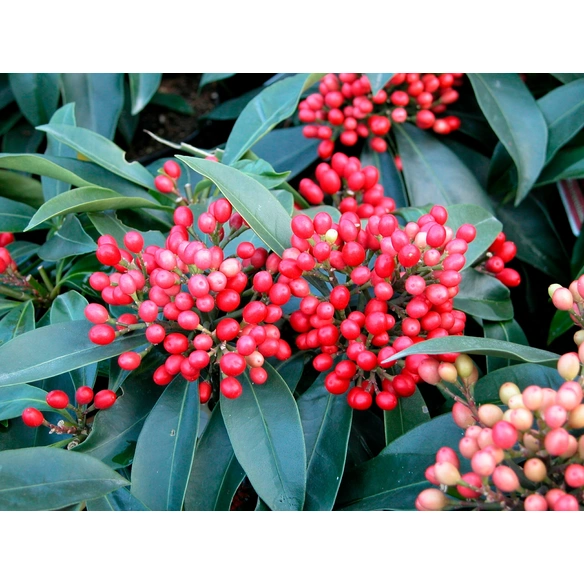 Pflanze, »Skimmia reevesiana«, 1 Stück