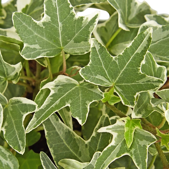 Efeu, Hedera helix, im Kunststoff-Kulturtopf
