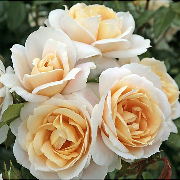 2 x Kordes Rose des fées - Rosa 'Lions - Rose'